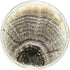Malt Extract Agar (MEA) Plates for Mushroom Cultivation, 10 Prepoured Agar Plates