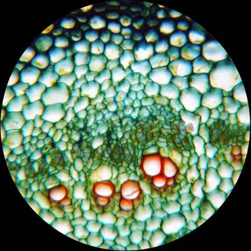 AmScope PS25 Prepared Microscope Slide Set, 25 Slides with Fitted Wooden Case, Brown