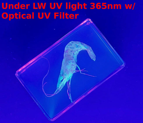 44mm Real Shrimp in Crystal Clear Lucite Resin Specimen Preserved Oriental Freshwater River Prawn Macrobrachium
