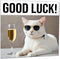 Purple Fox Good Luck Card - White Cat - New Job Co Worker Colleague