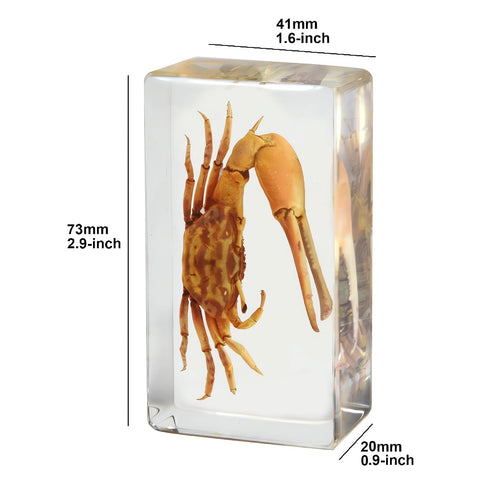 Aolowewin (2.9x1.6x0.9-inch) Taxidermy Crabs Conch, Oceans Animals - Sea Creatures Specimen in Resin for Closer-Look