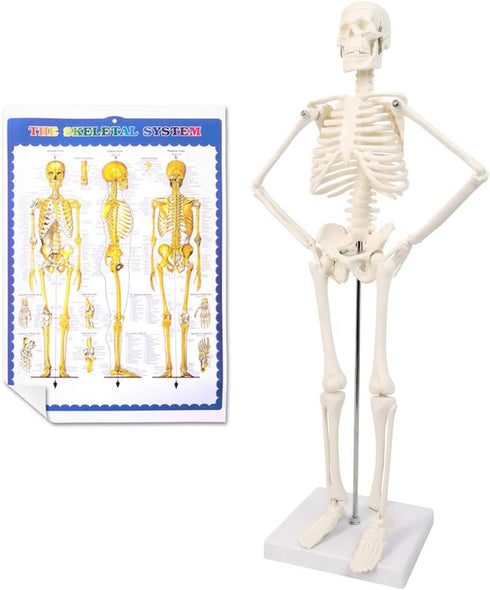 17.7 NEW HORIZON Human Skeleton Model for Anatomy,Movable Arms Legs Bones Structures,Whole Spine Ribs Skeleton