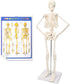 17.7 NEW HORIZON Human Skeleton Model for Anatomy,Movable Arms Legs Bones Structures,Whole Spine Ribs Skeleton