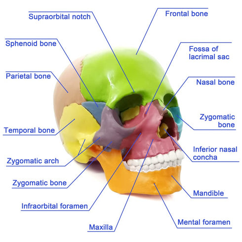 15-Parts HADWYN Puzzle Anatomy Skull Model,Colorful Medical Brain Model,Human Anatomy Exploded Skull Detachable Medical