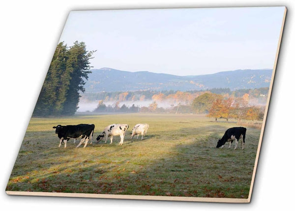 3dRose Canada, Vancouver Island. Cows grazing on Grass at a Dairy Farm