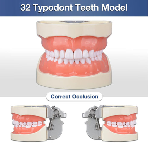 Typodont Teeth Model with 32 Detachable Teeth for Dental Hygiene Students, Teaching and Practice Tool