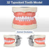 Typodont Teeth Model with 32 Detachable Teeth for Dental Hygiene Students, Teaching and Practice Tool