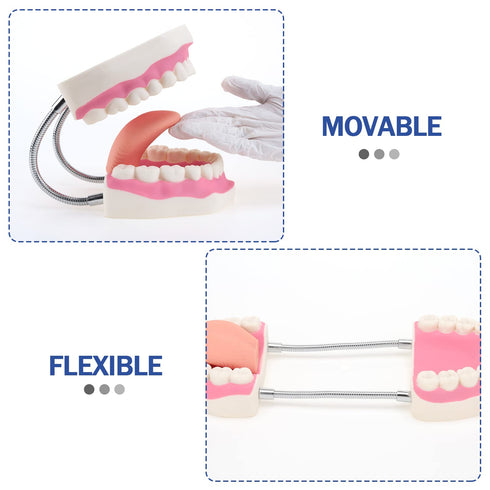 6 Giant Teeth Dental Demonstration Model with Toothbrush, Enlarged Times Standard Size Mouth Model, Denture Teaching