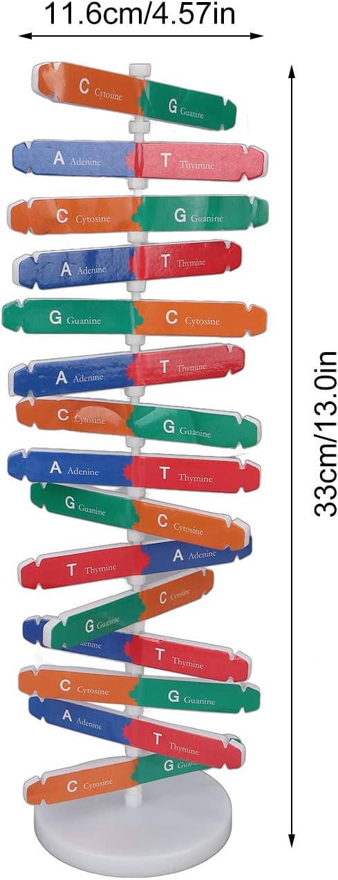 Human DNA Model, Colorful Double Spiral Assemble Model, Educational Teaching Kit for Biological Science