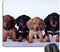 Dachshund Puppies Mouse Pad, Dogs Mousepad