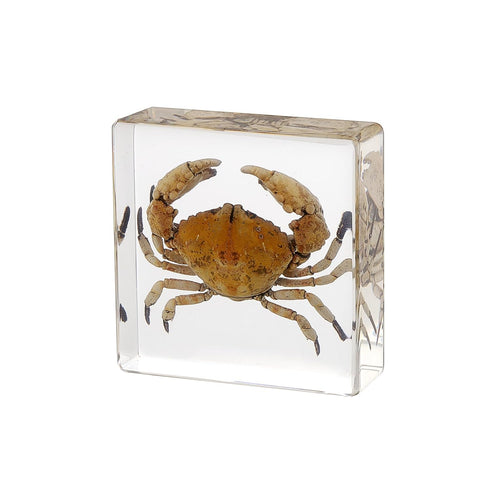 Taxidermy Crab, Real Crab Specimens Animal Specimen in Resin for Science Classroom