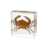 Taxidermy Crab, Real Crab Specimens Animal Specimen in Resin for Science Classroom