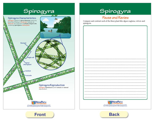 NewPath Learning Protists Bulletin Board Charts, Set of 8, Laminated, Double-Sided, Full-Color, 12" x 18" (94-7017)