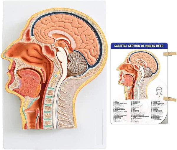 EVOTECH SCIENTIFIC Human Relief Median Section Head Model, Head and Brain Model,