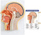 EVOTECH SCIENTIFIC Human Relief Median Section Head Model, Head and Brain Model,