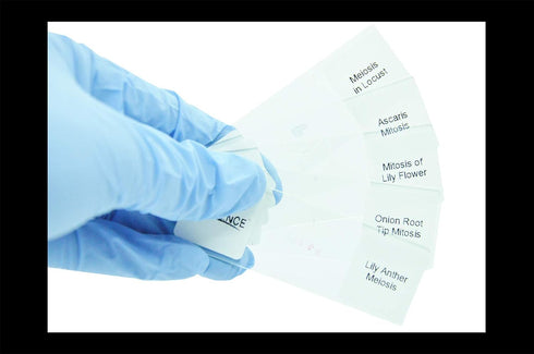 Prepared Animal Plant Cell Mitosis Meiosis Microscope Slides Set, 5pcs for Biology Class