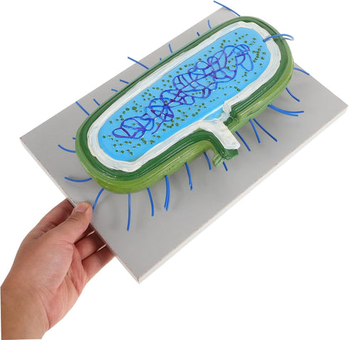 Toddmomy Microbiology Teaching Model Detailed and Anatomy Display for Classroom and Lab Use Educational Resource