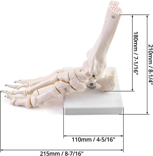 QWORK Human Foot Skeleton Model, Life Size Anatomy Foot and Ankle Model, Right, Fully Articulated, for Education Study