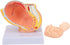 Pregnant Woman Anatomical Pelvis Model Human Female Pelvic Section Pregnancy Anatomical Model Nine Months Baby Fetus