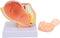 Dioche Pregnant Woman Anatomical Pelvis Model, Anatomical Pregnant Human Female Pelvis with