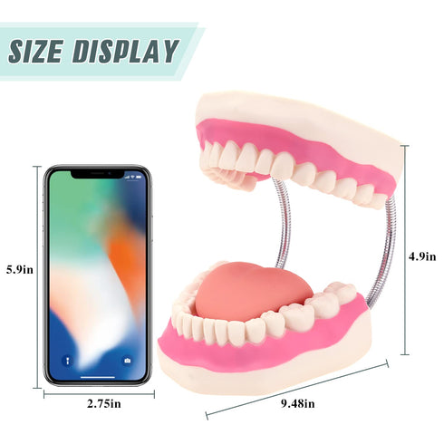 6 RONTEN Dental Teeth Care Model-Mouth Model for Speech Therapy, Enlarged Times Standard Size, for Both Dental