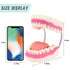 6 RONTEN Dental Teeth Care Model-Mouth Model for Speech Therapy, Enlarged Times Standard Size, for Both Dental