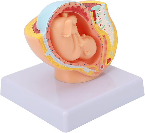 Pregnant Woman Anatomical Pelvis Model Human Female Pelvic Section Pregnancy Anatomical Model Nine Months Baby Fetus