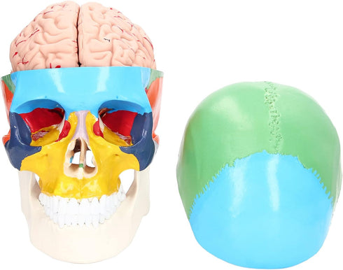 Yosoo Health Gear Human Brain Model Anatomy, Detachable Neuroscience Study Mold for Kids with Skull School Home