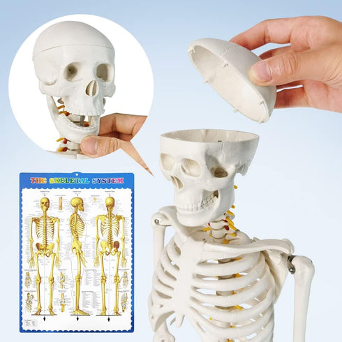 34 NEW HORIZON Human Skeleton Model for Anatomy Tall Life Size Skeleton with Detachable Metal Base for Classroom