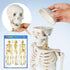 34 NEW HORIZON Human Skeleton Model for Anatomy Tall Life Size Skeleton with Detachable Metal Base for Classroom