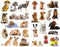 Seasonstorm Cute Dog Pet Decoration Album Planner Stickers, Scrapbooking Diary Sticky Paper Flakes (PK673)