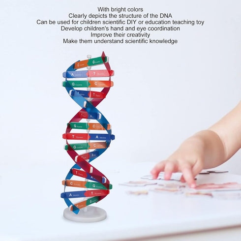 Human DNA Model, Colorful Double Spiral Assemble Model, Educational Teaching Kit for Biological Science