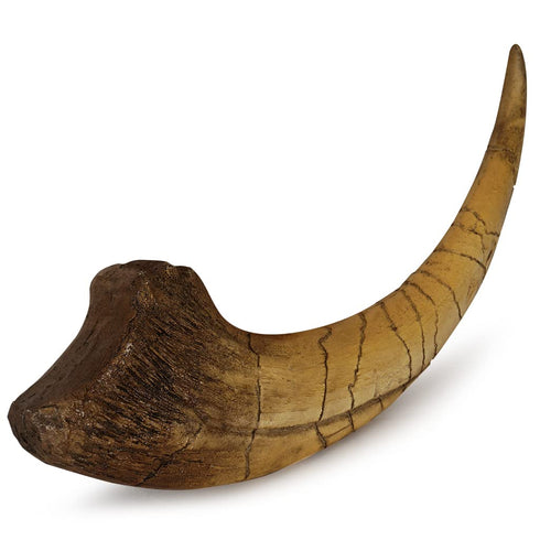 Pumnao Fossilized Teeth and Claws of Various Prehistoric Dinosaurs, Megalodon Shark Teeth, and High-Fidelity Replicas