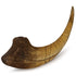Pumnao Fossilized Teeth and Claws of Various Prehistoric Dinosaurs, Megalodon Shark Teeth, and High-Fidelity Replicas