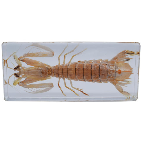 Cherish XT Taxidermy Mantis Shrimp, Real Mantis Shrimp Specimens Animal Specimen in Resin for Science Classroom Science