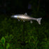 (Silver-2) KAIXOXIN Solar Garden Lights Metal Fish Decorative Stake for Outdoor Patio Yard Decorations,Warm White LED