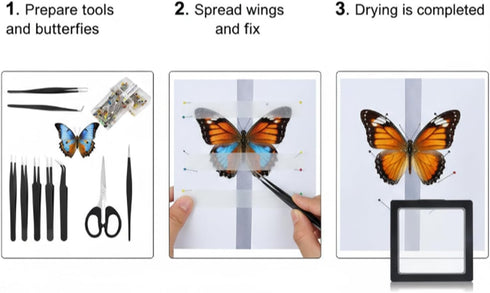 Dddzerong (5in Butterfly Specimen Kit Includes pins, mounting Board, Spreading Tools, Display case, Labels, Forceps