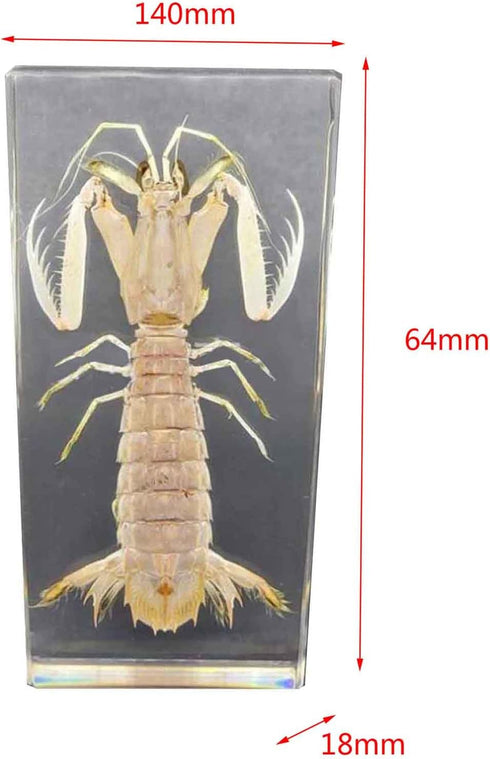GFAZXDS Penaeid Shrimp Specimen Real Marine Animal Shrimp Specimen Resin Desk Paperweight Science Classroom Taxidermy