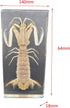 GFAZXDS Penaeid Shrimp Specimen Real Marine Animal Shrimp Specimen Resin Desk Paperweight Science Classroom Taxidermy