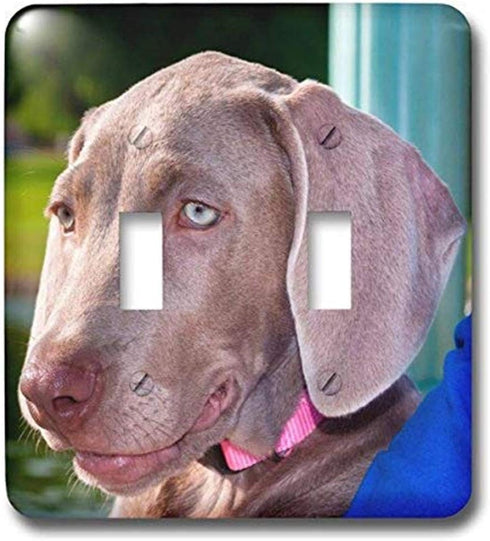 3dRose lsp_206583_2 Weimaraner Puppy Portrait Double Toggle Switch by 3dRose