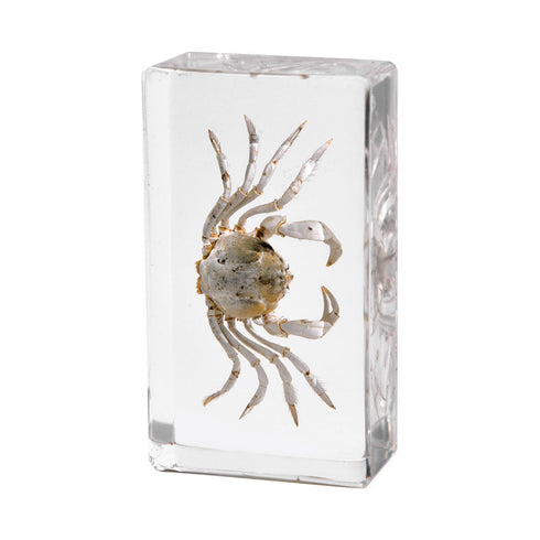 Aolowewin (2.9x1.6x0.9-inch) Taxidermy Crabs Conch, Oceans Animals - Sea Creatures Specimen in Resin for Closer-Look