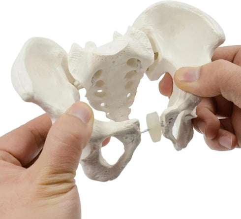 1:2 Pelvis Model - Flexible Female Pelvis Anatomy Model Human Skeleton Model Mini Hip Bone Pelvic Anatomical Model
