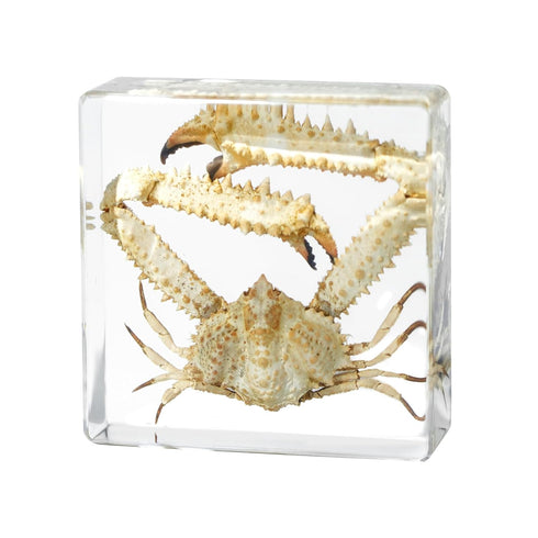 Taxidermy Crab, Professional Crab Taxidermy in Clear Resin - Marine Biology Specimen