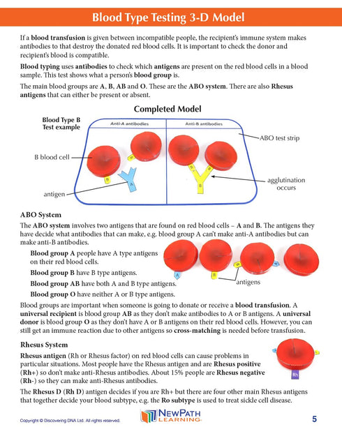3D (24-7782) NewPath Blood Type Testing Paper Model Making Kit - Individual Student Edition