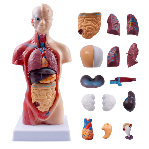 breesky 10.5inch Medical Torso Human Body Model Anatomy Doll with 15 Removable Parts for Education and Study