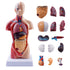 breesky 10.5inch Medical Torso Human Body Model Anatomy Doll with 15 Removable Parts for Education and Study