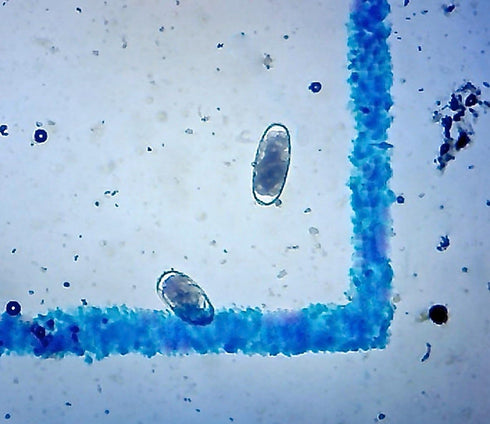 McMaster Method Microscope Slide - FEC (Fecal Egg Count) Double Chamber Slide for Parasite Testing