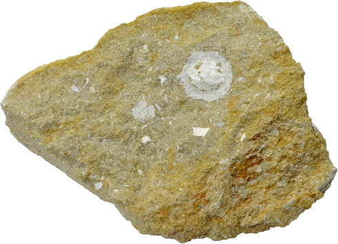 glypthithireus whiterelli Crab Fossil (Fossils) CR559