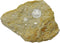 glypthithireus whiterelli Crab Fossil (Fossils) CR559