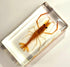 72mm Real Shrimp Oriental Freshwater River Prawn in Crystal Clear Lucite Resin Specimen Preserved Macrobrachium